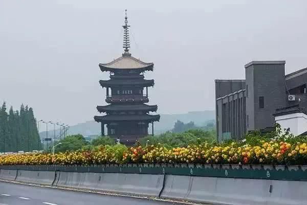  【究竟】被中国70多个城市选为市花的月季，究竟有怎样的魅力？