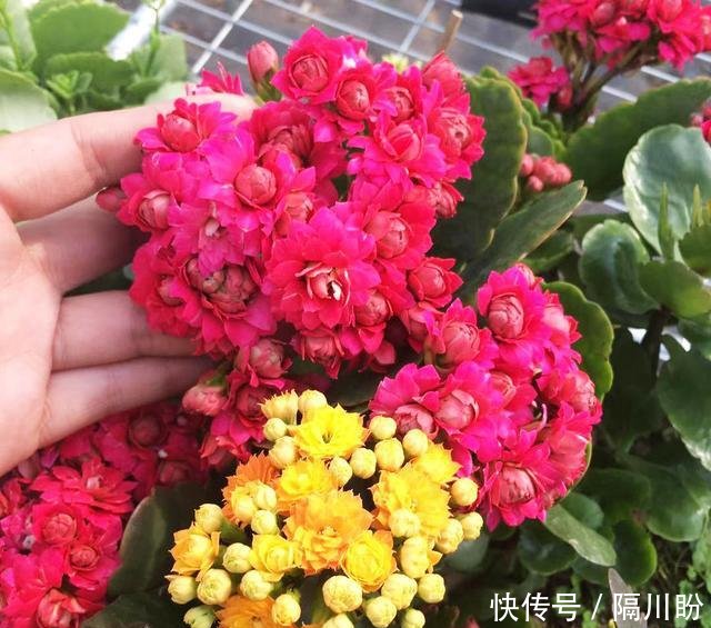  花盆@方便袋别乱扔，套在花盆上，保温保湿用处大，花苞叽里咕噜挤满盆