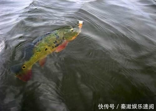 #拼命#以美丽凶悍著称的孔雀鲈,遇见鱼饵拼命追,想钓点别的鱼都困难