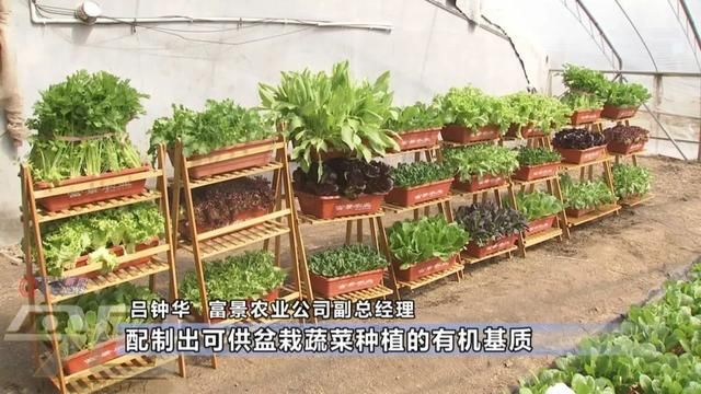  「农业生产」阳台变田园 盆栽蔬菜你家阳台有吗