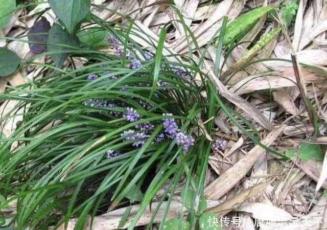  「草丛」在山坡草丛，生长着1种“沿阶草”，价值高，比“农作物”值钱！