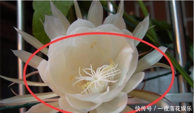 『小区』这些植物几十年不开花,一开花全小区都来参观,你见过没