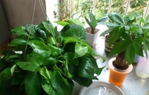  『不到』新手养绿萝，土培处理好5个细节，不到半年蹭蹭窜出2、3米