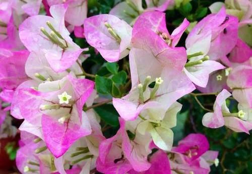  「三角梅开花」大叔养三角梅，花比叶子多，经常浇“这种液体”，年年开满阳台