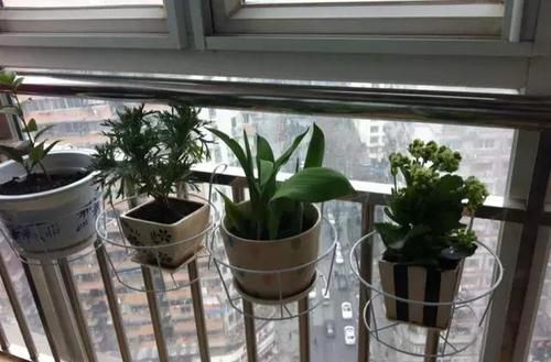  『回家』别人家的阳台好美，跟花艺师学了5种阳台种花的方法，回家搞起来