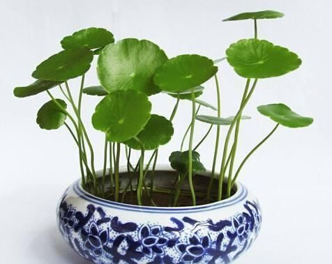  #充足#铜钱草太好养了，即能观叶作鱼缸水草也超棒