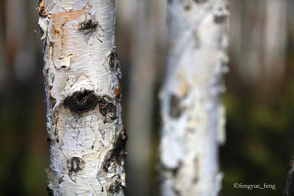 大兴安岭特大火灾澳洲火灾