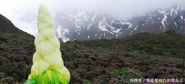 川藏线上的“大白菜”是什么,为什么说碰到了,不要随意采摘呢?