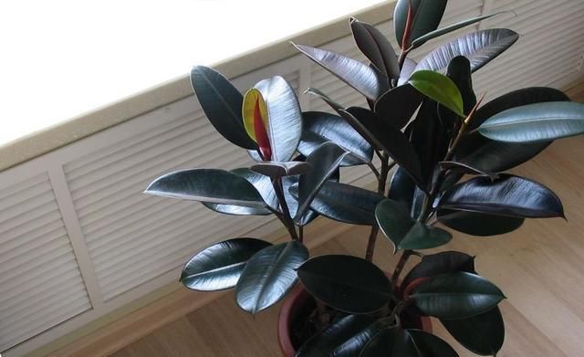 「养护要点」这4款室内植物太能长,1年窜到2米高,邻居看了都羡慕!