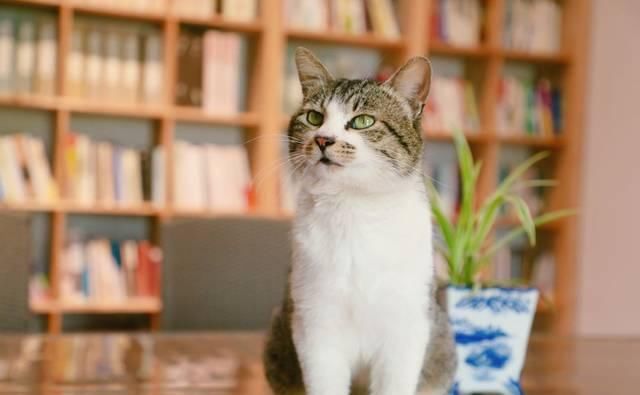 最适合发呆、晒太阳、撸猫的日子，大约在冬季