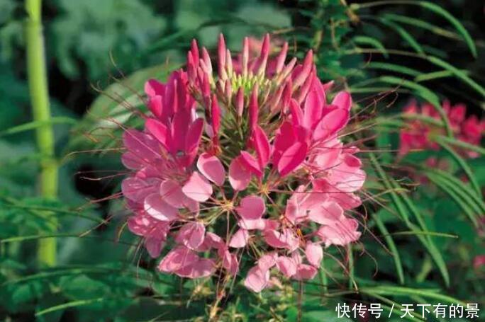 『热开』3种花,喜欢晒太阳,天气越热开的越旺,夏季养正合适
