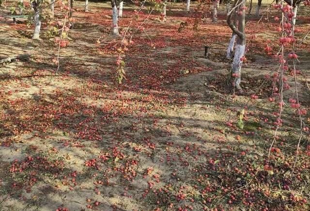  [营养]营养堪比苹果，儿时能吃到撑，如今常落一地没人捡，太可惜