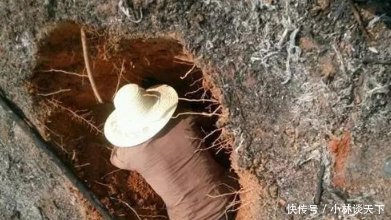 在农村，如果遇到它们，人们往往是掘地三尺，也要把它抓住，是谁