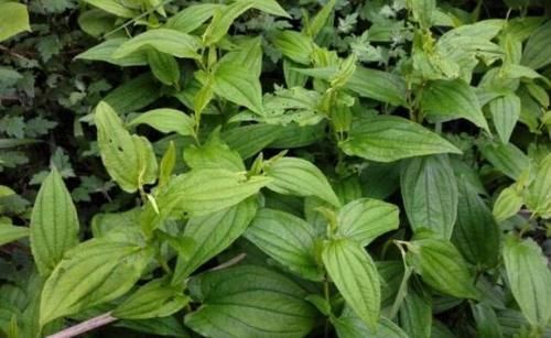 河边这野草，人称“脚气草”，作用不小，要是遇见别再当杂草了