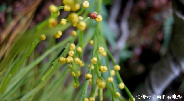 【蕨类植物】蕨类植物|松叶蕨是不是濒危物种如何栽培养护