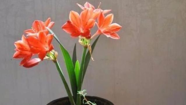  『旺盛』养花容易生虫，教你“3种”方法，从此不见虫子，植物生长旺盛！