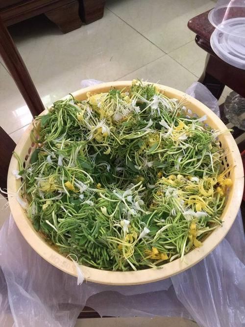 泡水@金银花的小妙用，秋天栽棵金银花，明年就开花，还能泡水喝