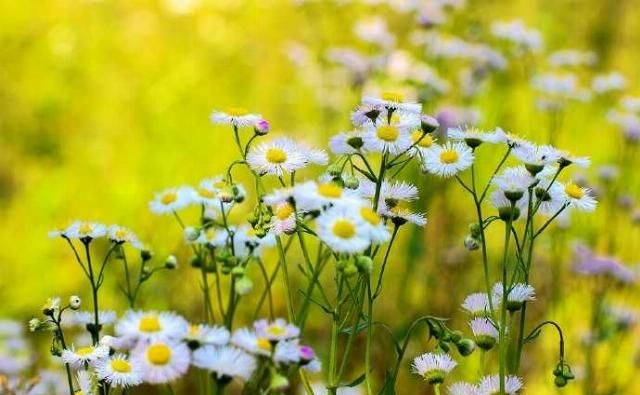  「春天」野菊花也有春天，一年蓬，可能是这个季节里最为常见最蓬勃的野花