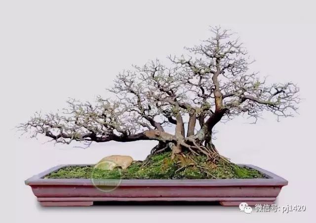 这种盆景枝繁叶茂，终年不谢！