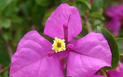  「夏季」适合夏天养的5种花,光照越强,开花越旺,开花还特别漂亮!