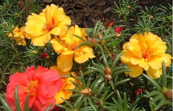  轻松：家养这5款花，花大色艳媲美玫瑰，全年循环开花，轻松打造小花园