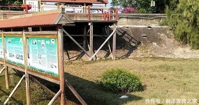 国家二级保护动物都有什么动物