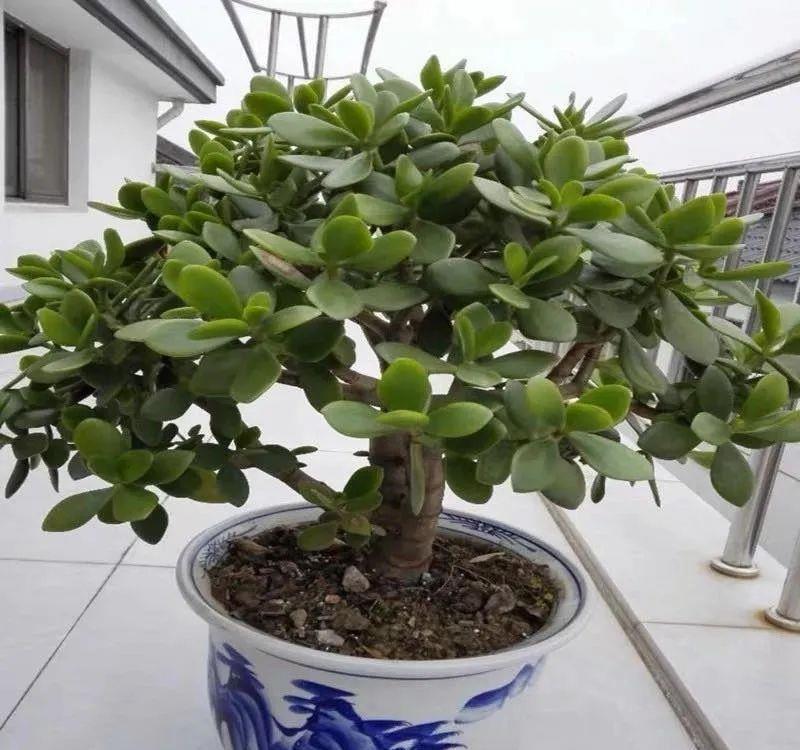【懒人】懒人养花首选这三种,省心省力又好养,霸气镇宅添福气,人人都喜
