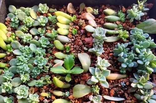  #割断#多肉出这四种“症状”，接着就是割断，半个月就生根
