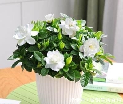 #高质量的水#栀子花养活太简单，三个陷阱不要碰