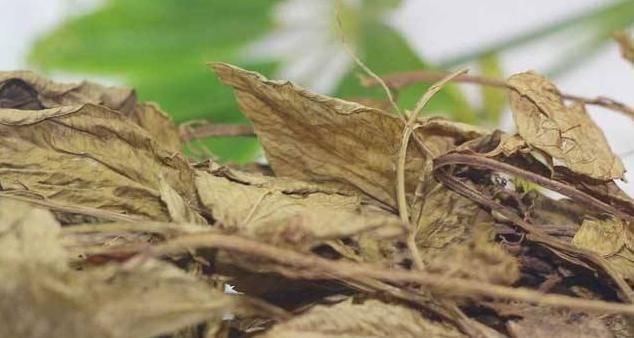 【不见】报春花盆栽得了斑点病和黄叶病,学会这四个办法,黄叶病斑都不见