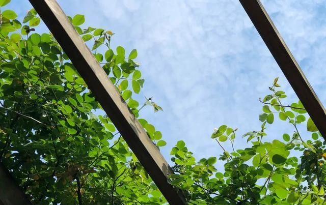  [家里]三月, 家里的植物