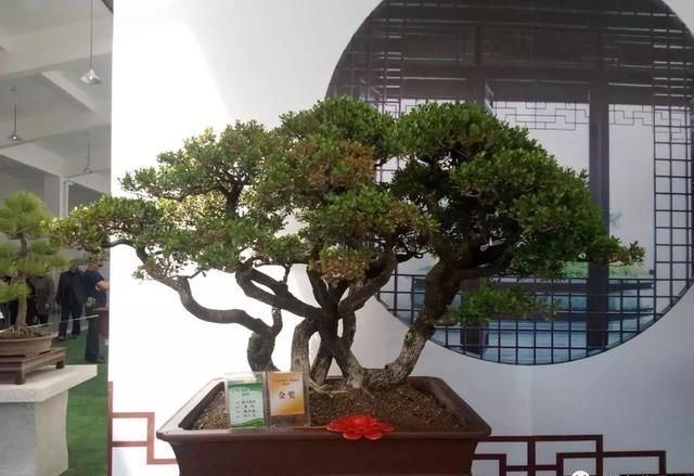 中国?新沂第二届精品盆景展回顾