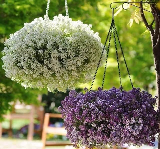  「爆花」这八种“爆花小机器”吊着养更疯狂，像个大花球，漂亮极了