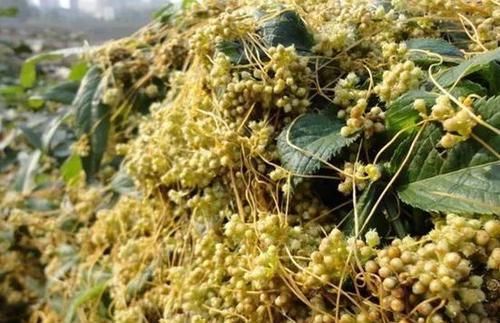  「害草」农村公认的“金丝害草”，人们种植来致富，才知价值珍贵能补肾