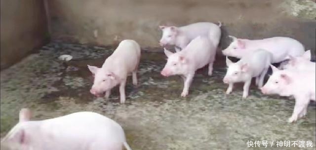 广西猪价一飞冲天，本以为养猪户会大赚一笔，谁料都在考虑转行