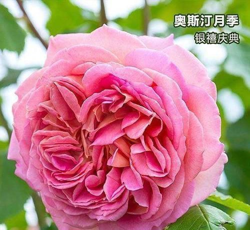  『养盆』喜欢菊花，不如养盆“高档月季”银禧庆典，漂亮饱满，清新之美