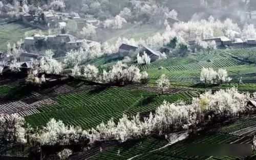  「樱花」中国这些花开成海的地方，美极了