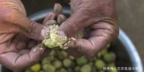 农村这种野草被发现是珍贵药材 市场上的抢手货