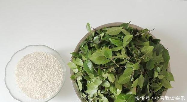  「延年益寿」南方一种“染菽树”，枝叶是宝贝，相传能“延年益寿”，价值珍贵