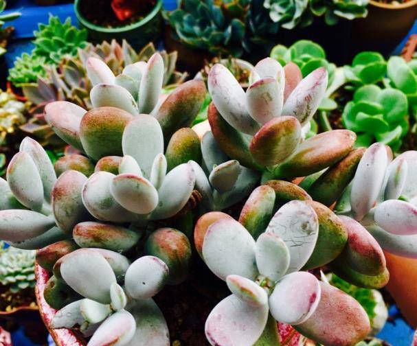  「植物」多肉植物一到夏天就褪色?尝试这种方法,多肉养起来越来越美!