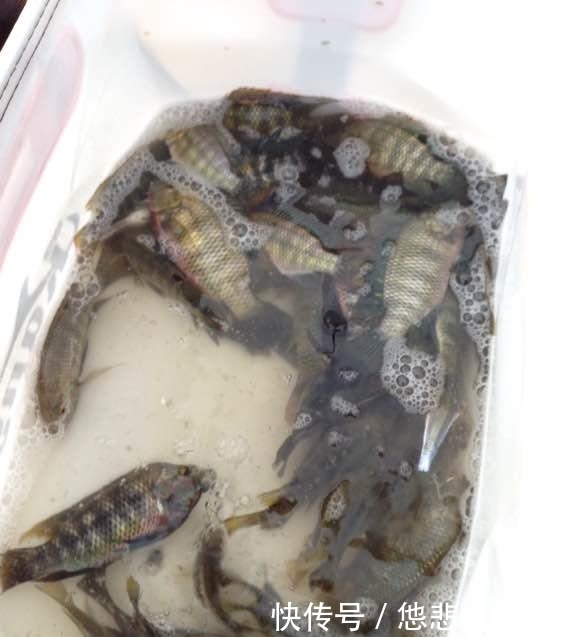  [黑压压]河面黑压压一群，都是罗非鱼，一下午钓几十斤