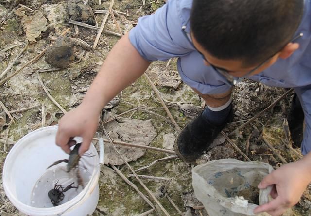  「发现」农村小伙淤泥里发现“它”，真是意外之喜，收获颇丰啊