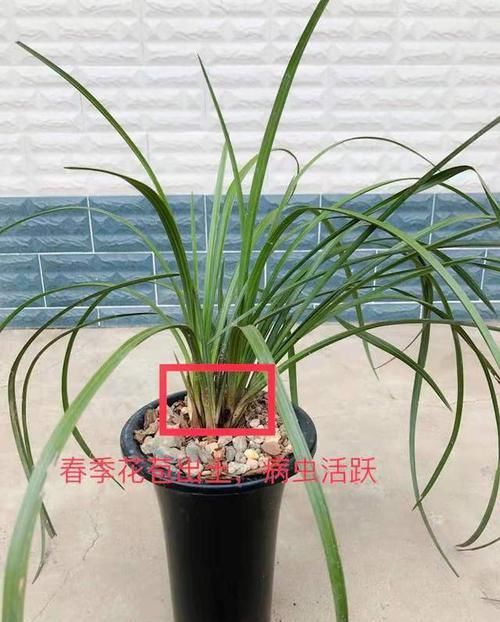  『蚧壳虫难清理干净』春季蚧壳虫病虫害活跃，兰花叶片上的白色颗粒刮擦刷治标不治本