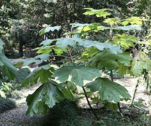  『见到』“1种草”根茎粗壮，见到别去乱拔，1斤卖到“50元”，请珍惜！