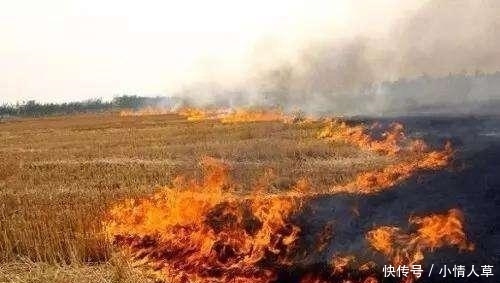  「农民」当初鼓励秸秆还田, 如今弊端显现, 农民质问专家: 损失