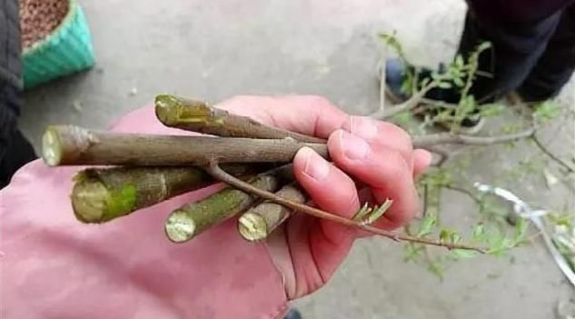 「解决」往盆里埋点“它”,啥花都能长好,土壤板结问题分分钟解决,实用