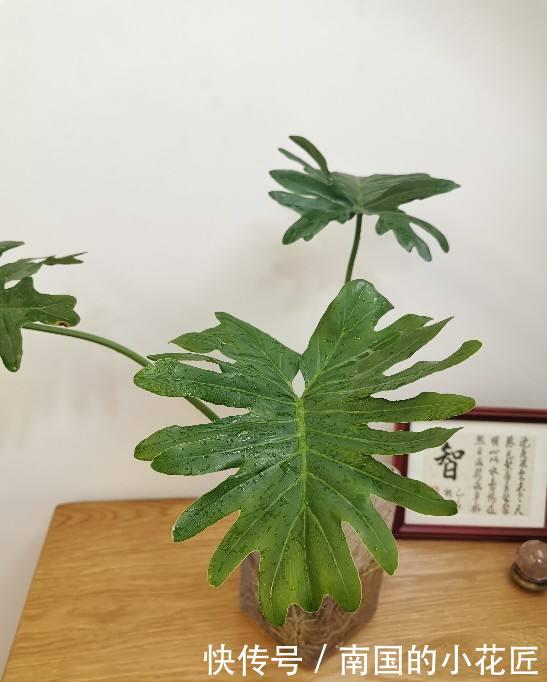 『来得及』水培花卉总烂根,原来是没注意这3点,现在改还来得及