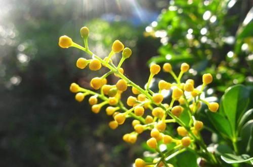  花苞：家养“米兰花”，做好三个前奏，枝繁叶茂，开花数量多