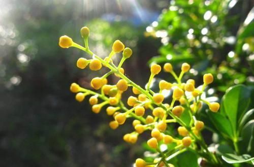 花苞:家养“米兰花”,做好三个前奏,枝繁叶茂,开花数量多