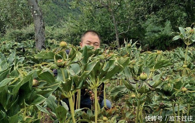 农村这草能败毒抗癌 农民种它1斤能卖600元成致富草